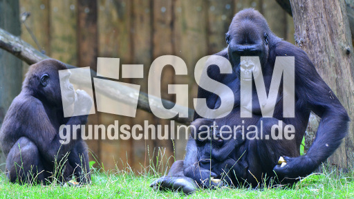 Gorillababy (10).jpg